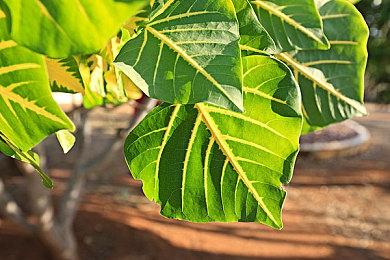 《潜行者2》开发商承诺将始终保持稳定的帧率